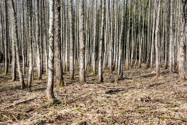 Текстурированный фон леса — стоковое фото