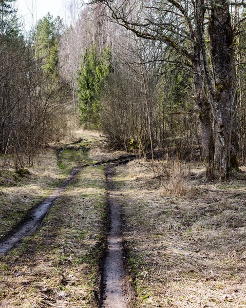 Lege landweg in bos — Stockfoto