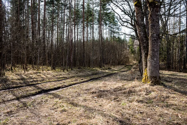 Lege landweg in bos — Stockfoto