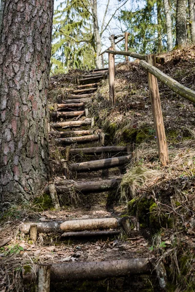 Promenade en bois avec tour d'observation des oiseaux tôt le matin — Photo