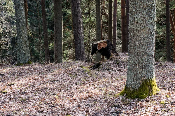 Starý Les s mechem kryty stromy a paprsky slunce — Stock fotografie