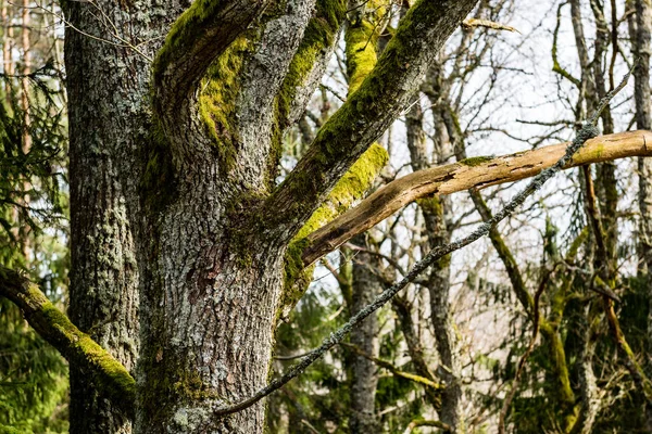 Alter Wald mit moosbewachsenen Bäumen und Sonnenstrahlen — Stockfoto