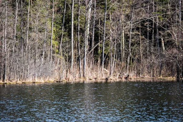 Reflets d'arbres dans l'eau du lac — Photo
