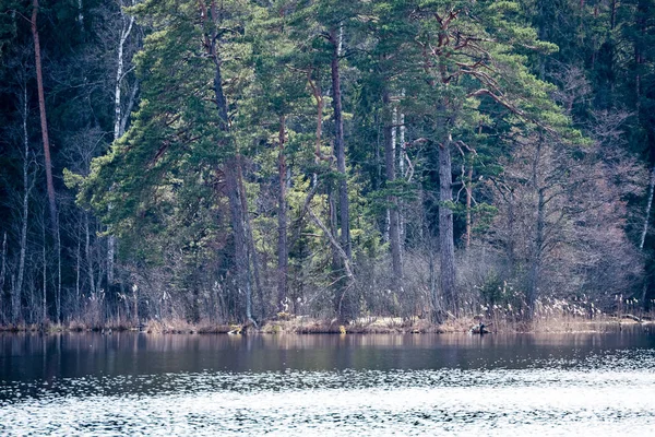 Reflections of trees in the lake water — Stock Photo, Image