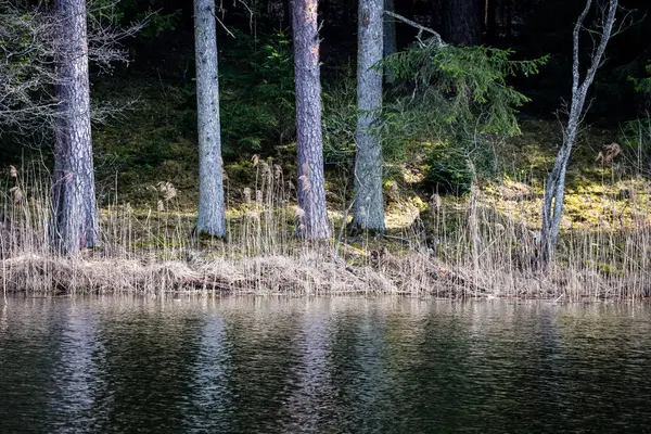 Reflexões de árvores na água do lago — Fotografia de Stock