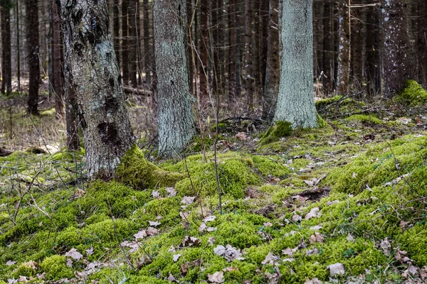 Gammal skog med mossa täckt träd och strålar av sol — Stockfoto