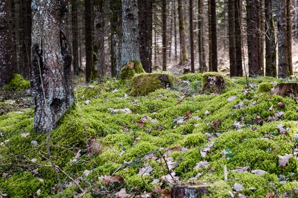 Vecchia foresta con alberi coperti di muschio e raggi di sole — Foto Stock