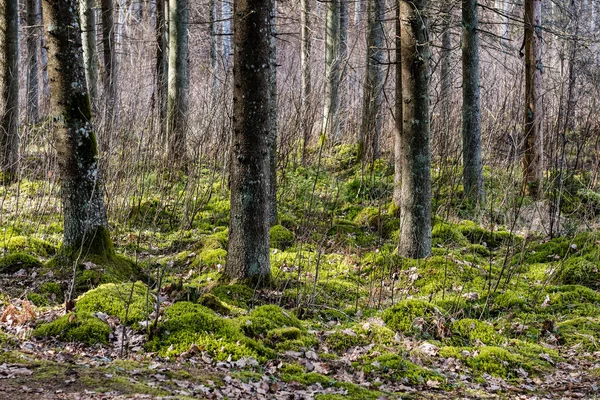 Oud bos met mos gedekt bomen en stralen van de zon — Stockfoto