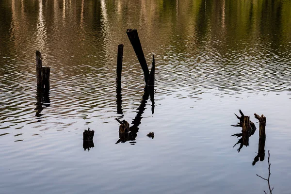 Reflections of trees in the lake water — Stock Photo, Image