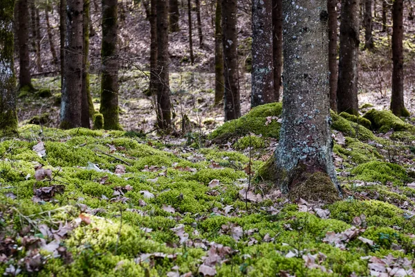 Vecchia foresta con alberi coperti di muschio e raggi di sole — Foto Stock