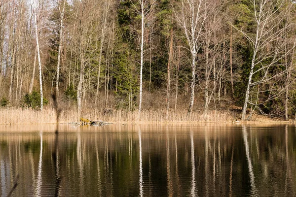 Reflexões de árvores na água do lago — Fotografia de Stock