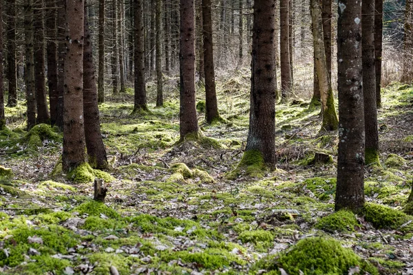 Vecchia foresta con alberi coperti di muschio e raggi di sole — Foto Stock