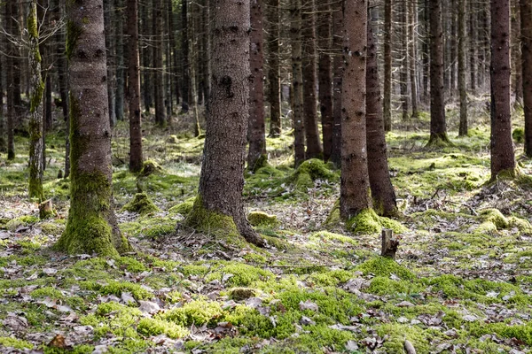 Vieille forêt avec des arbres couverts de mousse et des rayons de soleil — Photo