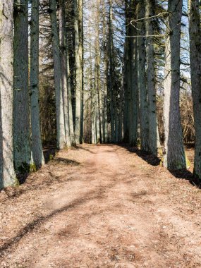 çakıl yol ile eski büyük ağaçlar Vadisi