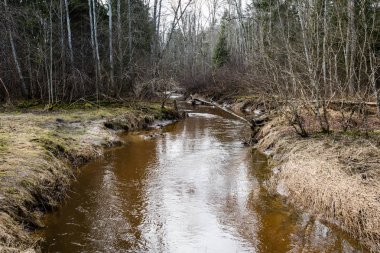 dağ nehir orman tarafından çevrili yaz aylarında