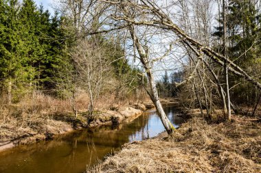 dağ nehir orman tarafından çevrili yaz aylarında