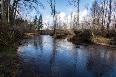 dağ nehir orman tarafından çevrili yaz aylarında