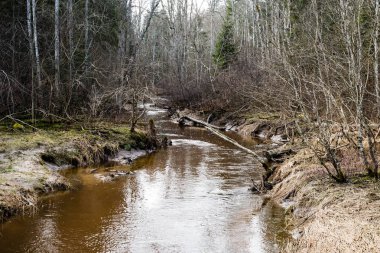 dağ nehir orman tarafından çevrili yaz aylarında