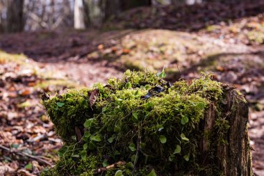 moss ile eski Orman ağaçları ve güneş ışınlarının kaplı