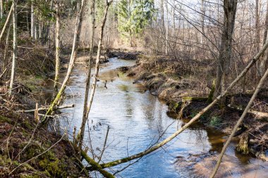 dağ nehir orman tarafından çevrili yaz aylarında