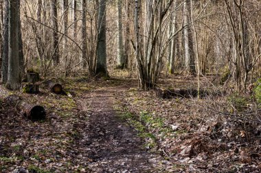 moss ile eski Orman ağaçları ve güneş ışınlarının kaplı