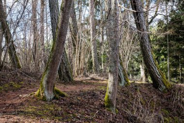 moss ile eski Orman ağaçları ve güneş ışınlarının kaplı
