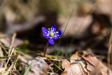 güneşli çayır çiçek ve yeşil çimen