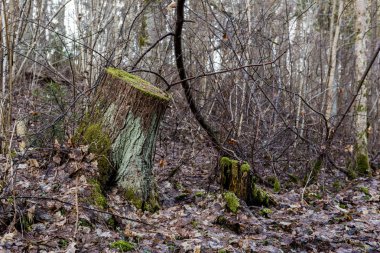 moss ile eski Orman ağaçları ve güneş ışınlarının kaplı