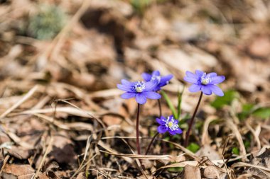 güneşli çayır çiçek ve yeşil çimen