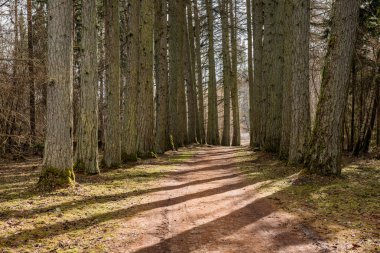 çakıl yol ile eski büyük ağaçlar Vadisi