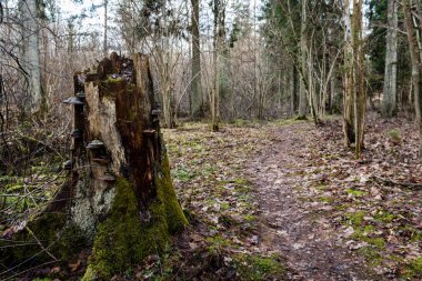 moss ile eski Orman ağaçları ve güneş ışınlarının kaplı