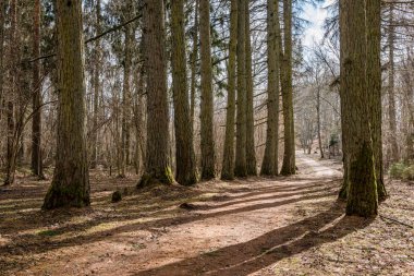 çakıl yol ile eski büyük ağaçlar Vadisi