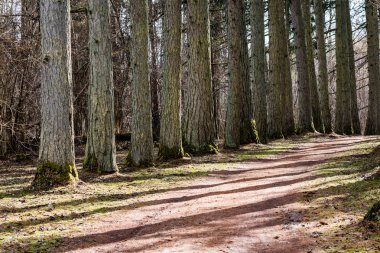 çakıl yol ile eski büyük ağaçlar Vadisi