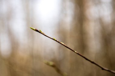 ağaç çiçekleri ve ilk yaprakları