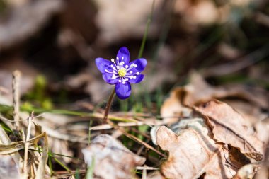 güneşli çayır çiçek ve yeşil çimen