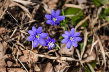 güneşli çayır çiçek ve yeşil çimen