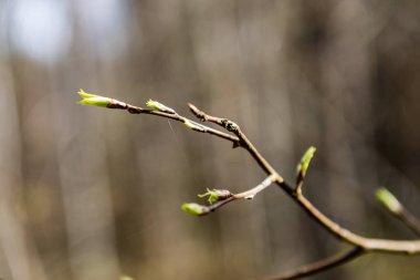 ağaç çiçekleri ve ilk yaprakları