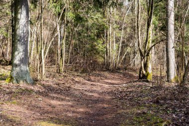 moss ile eski Orman ağaçları ve güneş ışınlarının kaplı