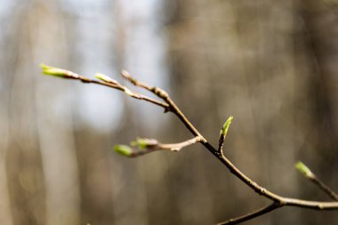 ağaç çiçekleri ve ilk yaprakları
