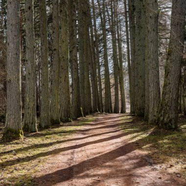çakıl yol ile eski büyük ağaçlar Vadisi
