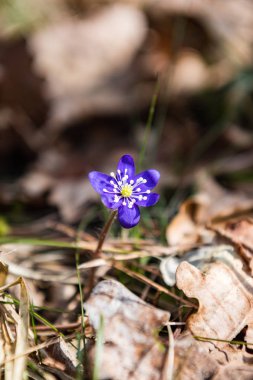 güneşli çayır çiçek ve yeşil çimen