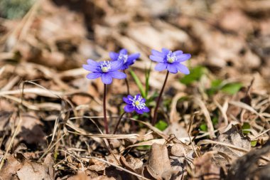 güneşli çayır çiçek ve yeşil çimen