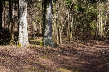 moss ile eski Orman ağaçları ve güneş ışınlarının kaplı