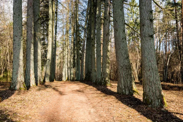 Gravel road with valley of old big trees — Stock Photo, Image