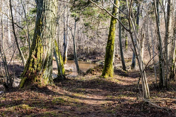 Floresta velha com musgo coberto de árvores e raios de sol — Fotografia de Stock