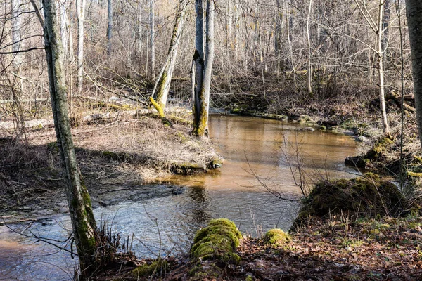 Horská řeka v létě obklopen lesem — Stock fotografie