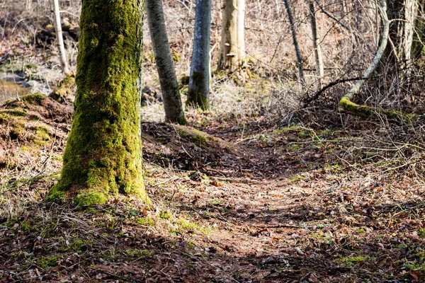 Старий ліс з мохом покриті деревами і променями сонця — стокове фото
