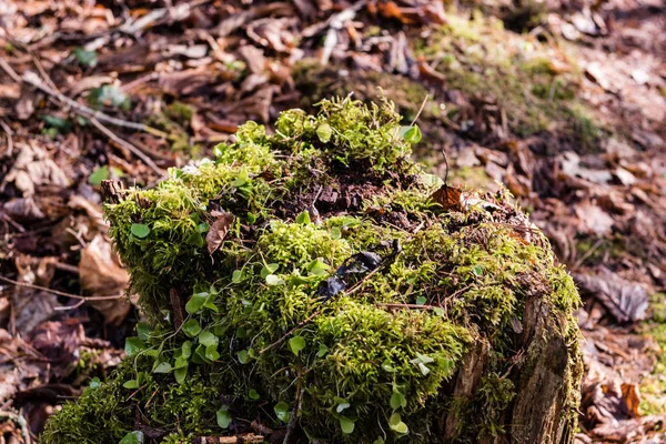 Floresta velha com musgo coberto de árvores e raios de sol — Fotografia de Stock