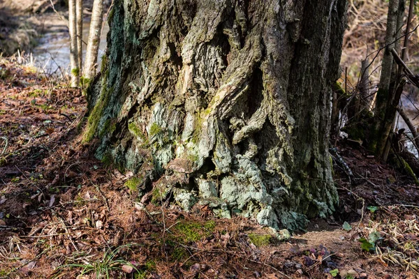 Bosque viejo con árboles cubiertos de musgo y rayos de sol —  Fotos de Stock