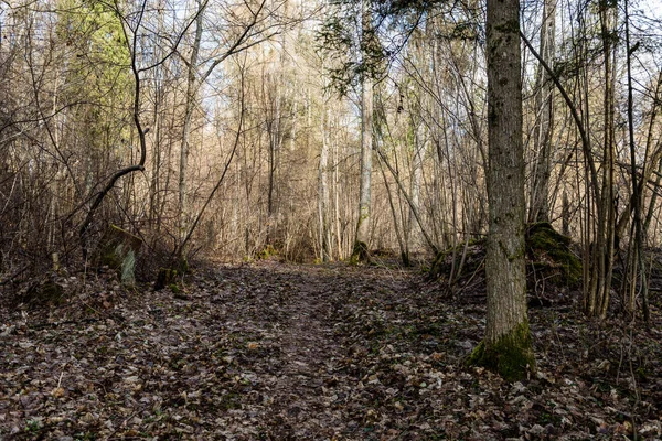 Bosque viejo con árboles cubiertos de musgo y rayos de sol — Foto de Stock